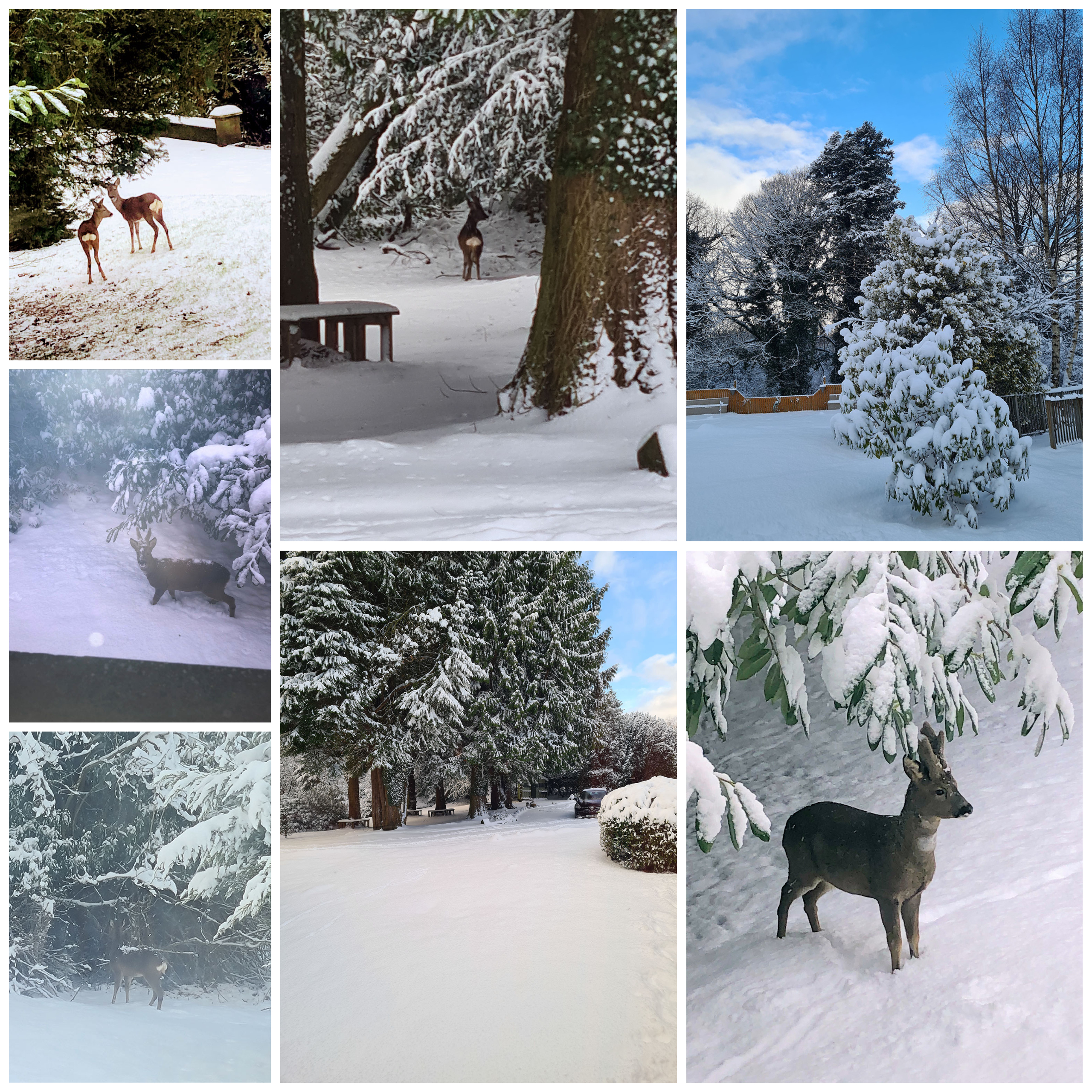 Wallside Grange Care Home's visiting herd of deer playing in the snow in the home's grounds.
